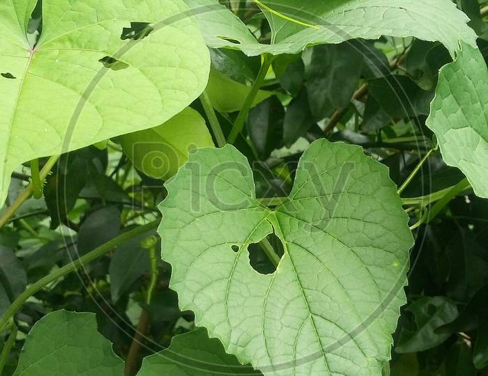 green leaf a village plant