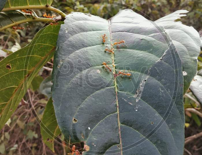 Big Ants On A Large Leaf .