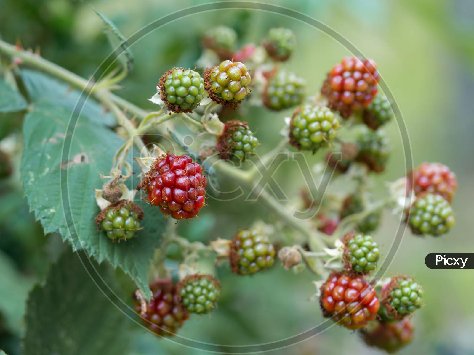Close-Up Of Growing Wild Blackberry (Rubus) Branch. Unripe Fruits.