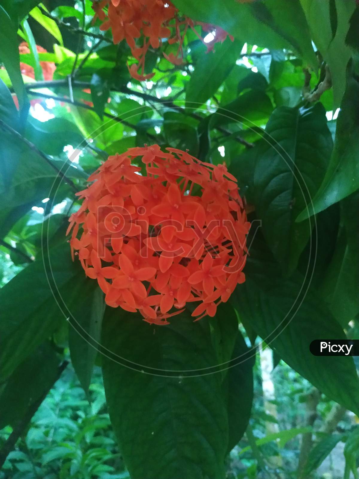 Red Ixora coccinea (or Jungle Geranium, Flame of the Woods stock photos