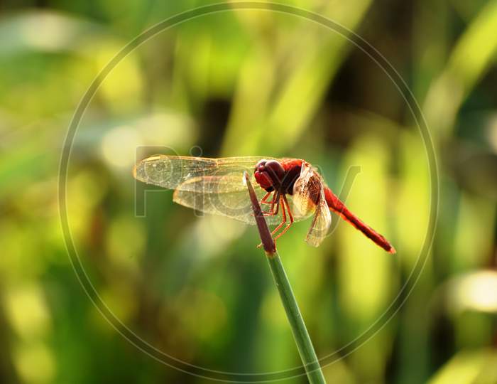 Close up of Red Dragonfly eating grass tips