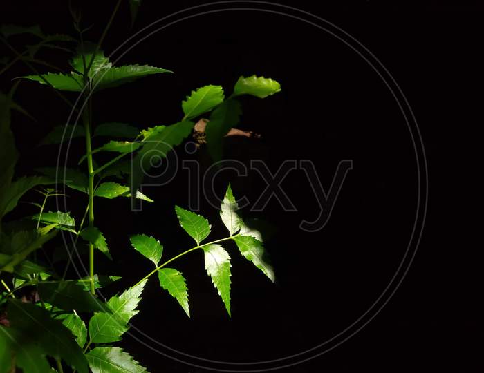green Neem leaves on black background
