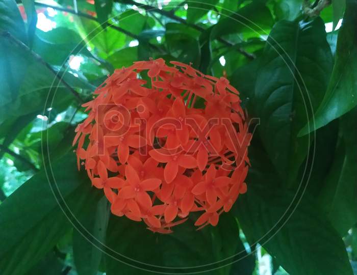 Red Ixora coccinea (or Jungle Geranium
