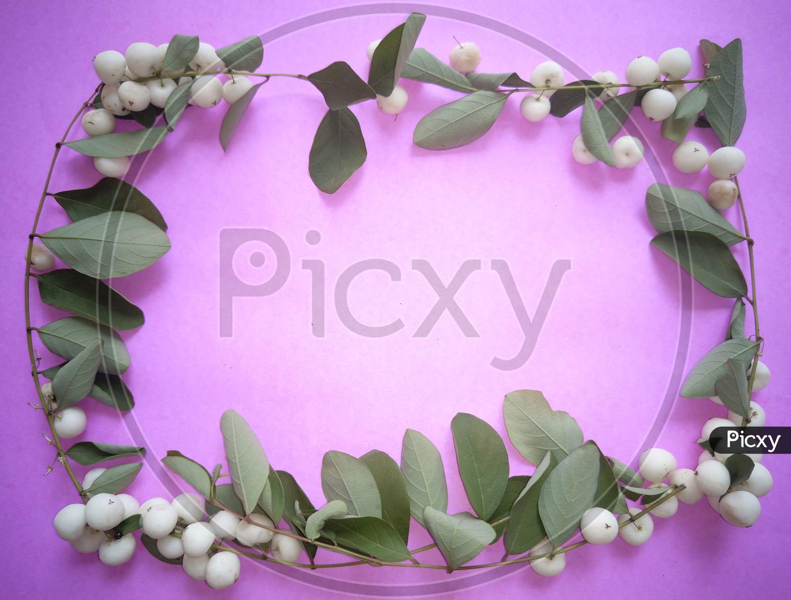 Beautiful purple background framed with snowberry fruits.