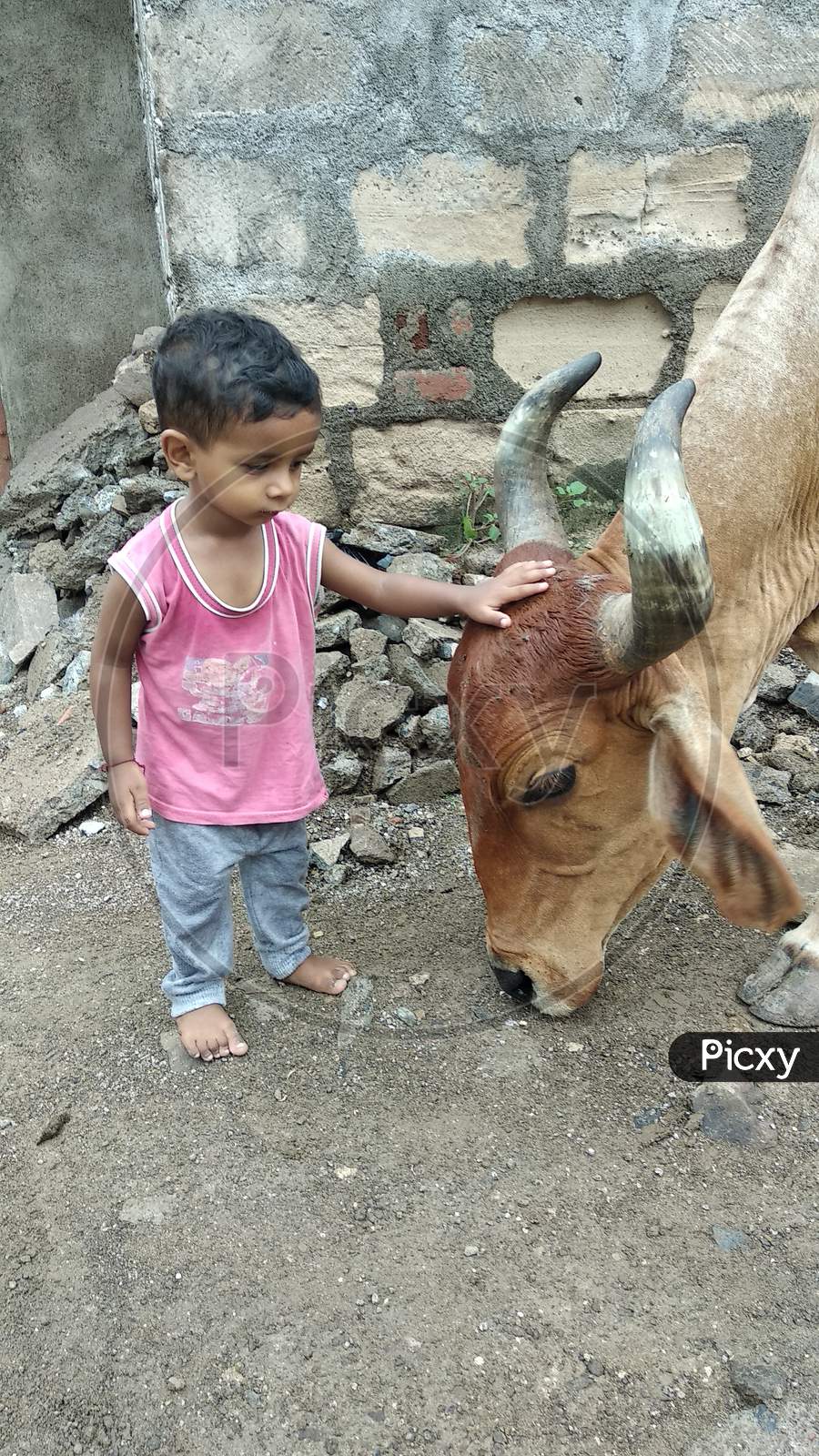 Beautiful baby waving his hand over the head of a cow.