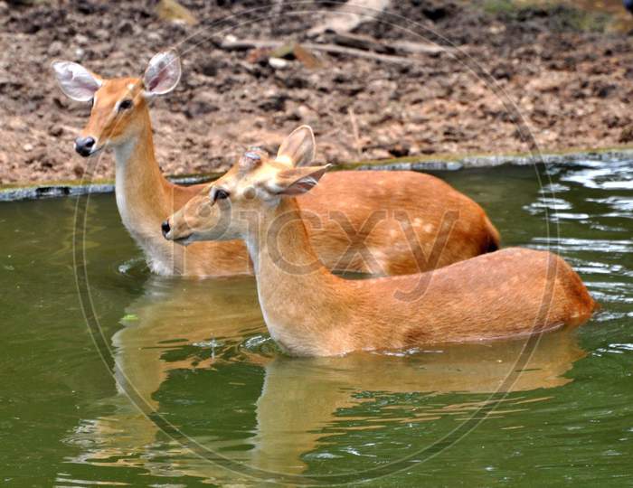 Deer Cool Themselves In A Pond At Assam State Zoo Cum Botanical Garden, On  A Hot Summer Day In Guwahati on  August 5, 2020.