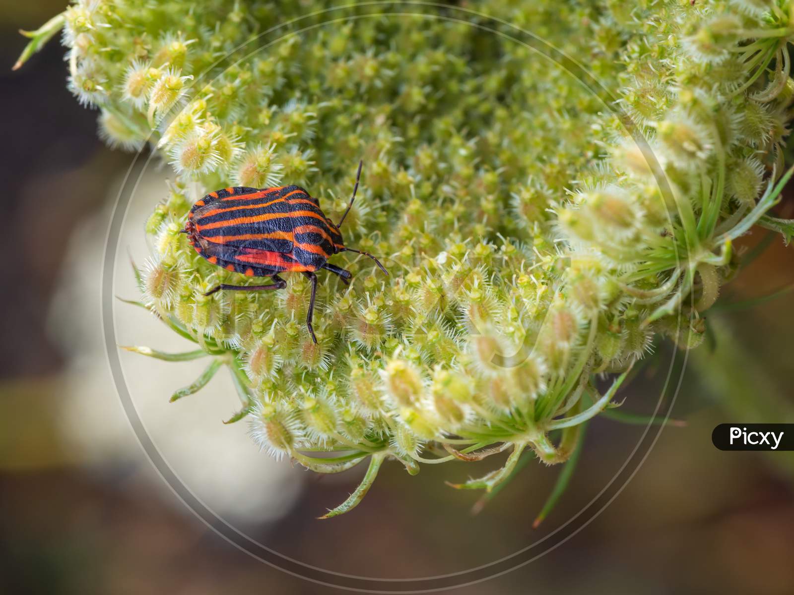 Close-Up Of Italian Striped Bug On The Wild Carrot Flower (Daucus Carota).