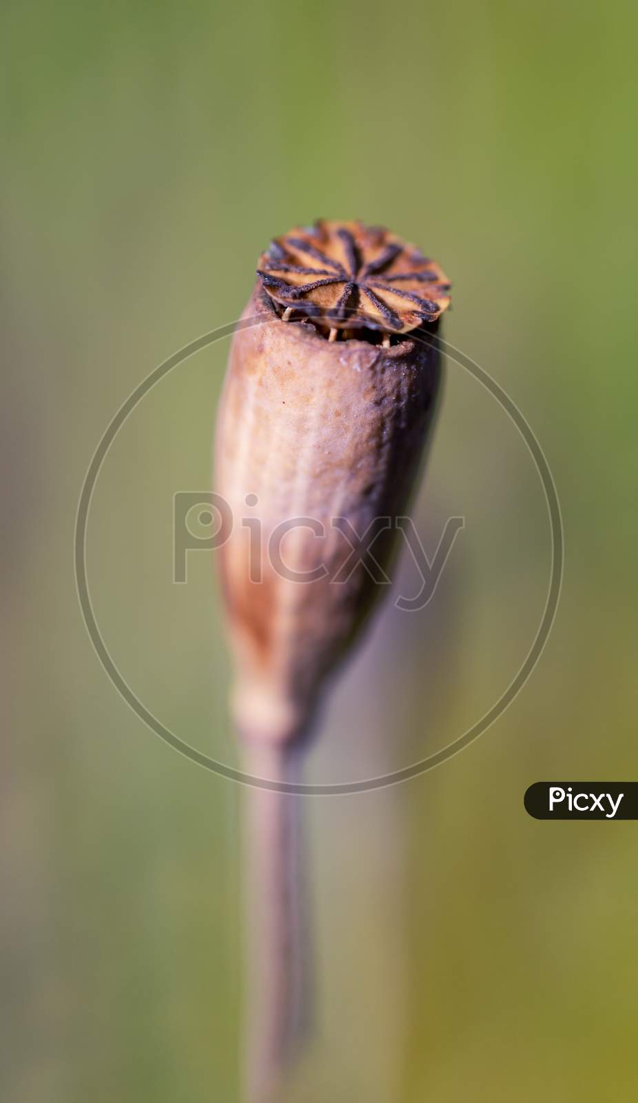 Close-Up Of Isolated Seed Head Of Common Poppy Flower (Papaver Rhoeas).