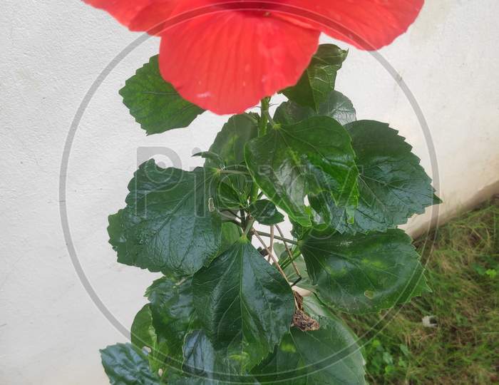 Beautiful Red Large Hibiscus Flower With Green Leaves On The White Background