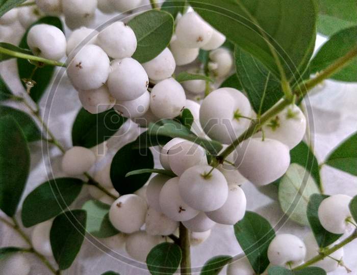 Beautiful snowberry fruits like white snow balls.