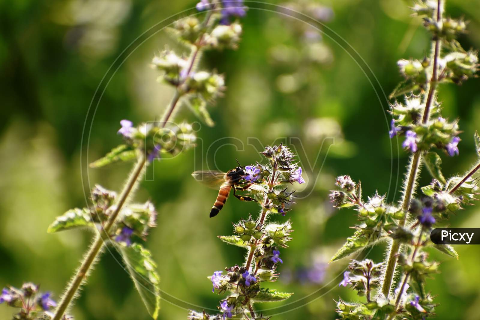 Honey Bee collecting nectar from the weed Flower