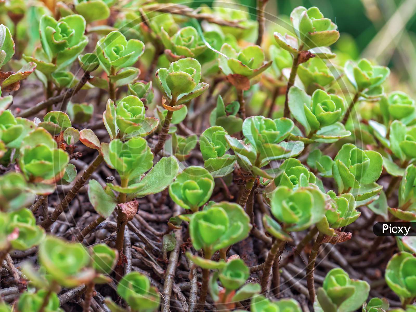 Close-Up Of Caucasian Stonecrop Or Two-Row Stonecrop Leaves (Sedum Spurium).