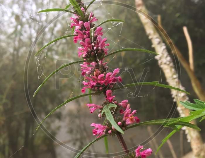 Bunch Of Pink Flowers In A Branch