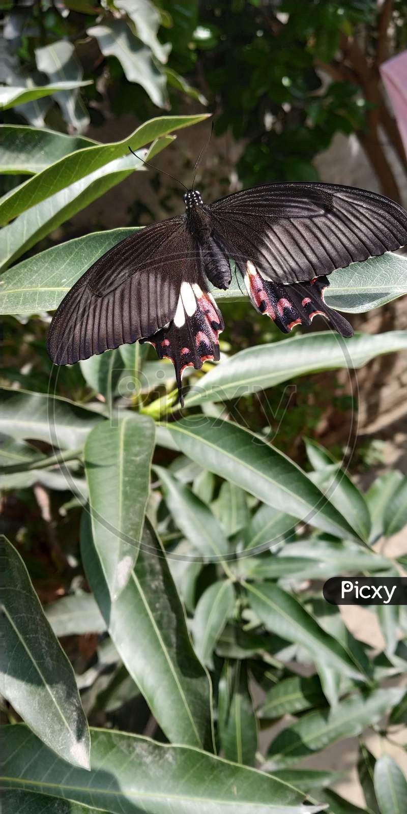 Image of a Beautiful black butterfly