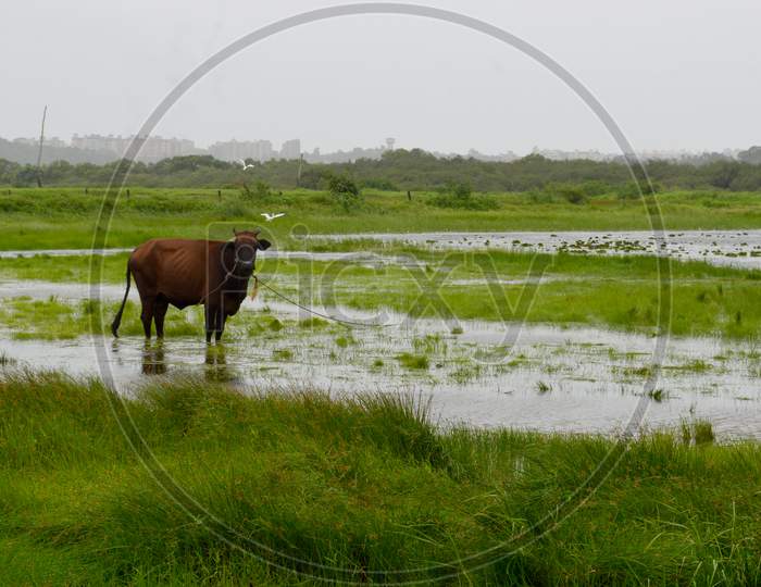 Brown Cow Standing In A Green Field
