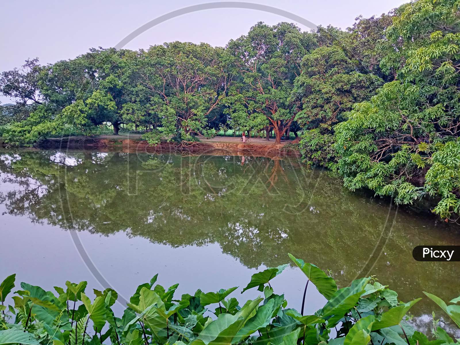 Beautiful pond. Beautiful pond in middle of mango garden