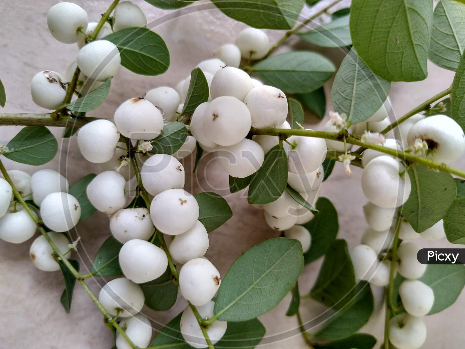 Beautiful sprig of snowberry fruits like white snow balls.