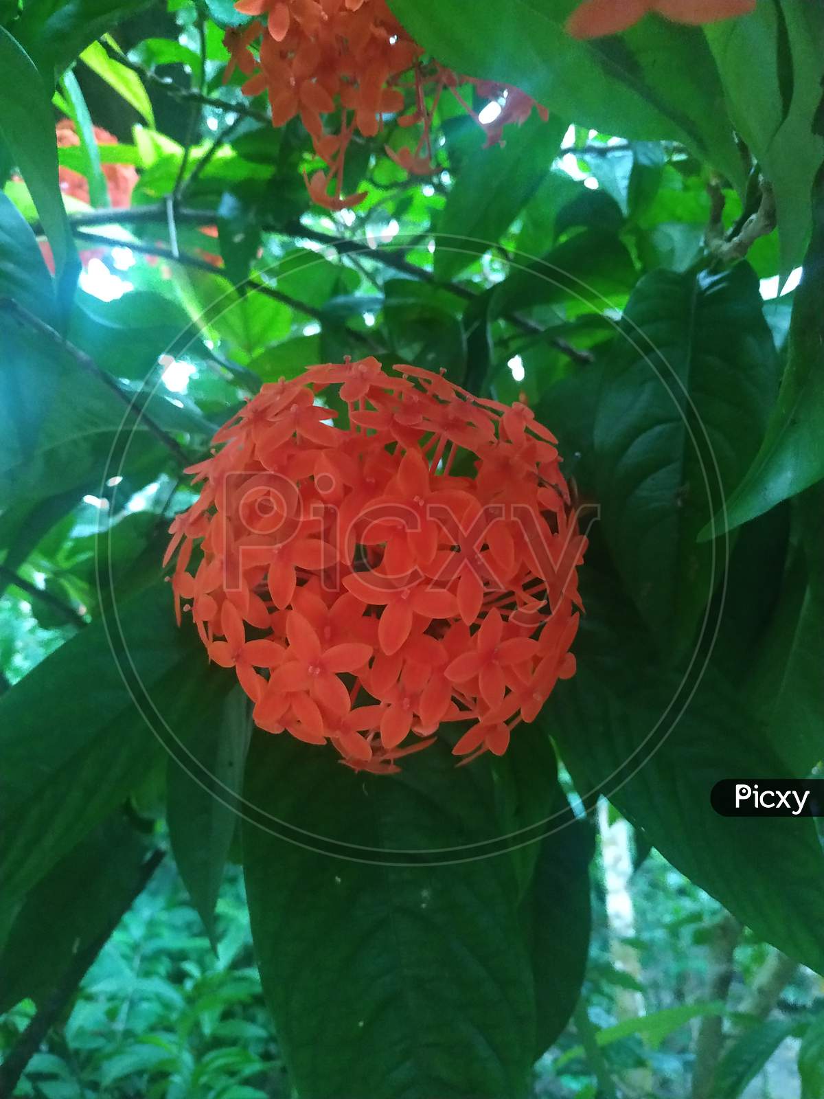 Red Ixora coccinea (or Jungle Geranium, Flame of the Woods stock