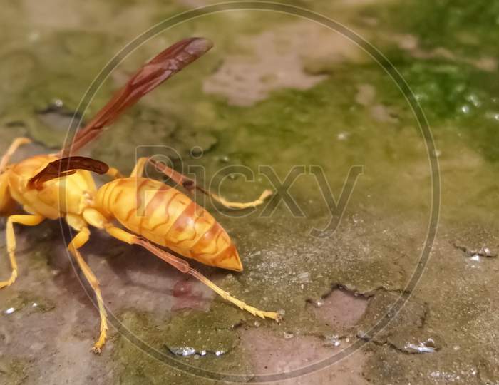 Yellow wasp on the ground