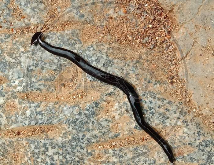 Hammer head worm