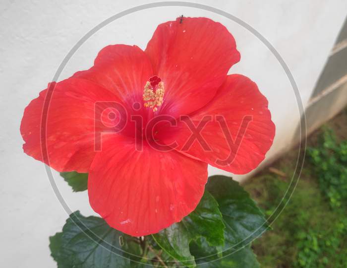 Red Beautiful Hibiscus flowers on white background royalty free stock photo