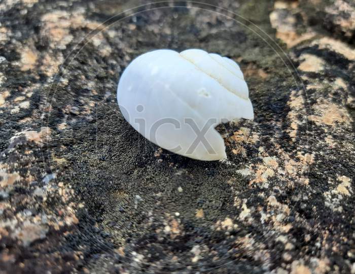 Beautiful conch shell