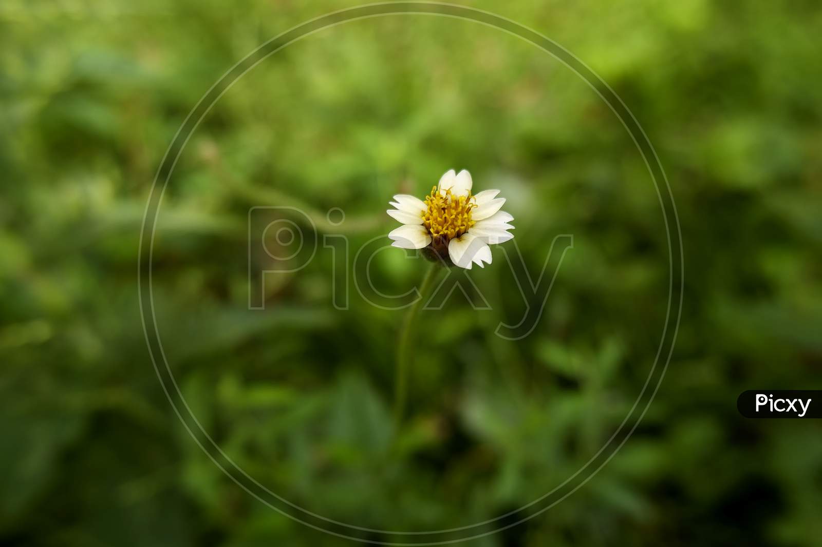 Closeup View Of Grass Flower Isolated In Field