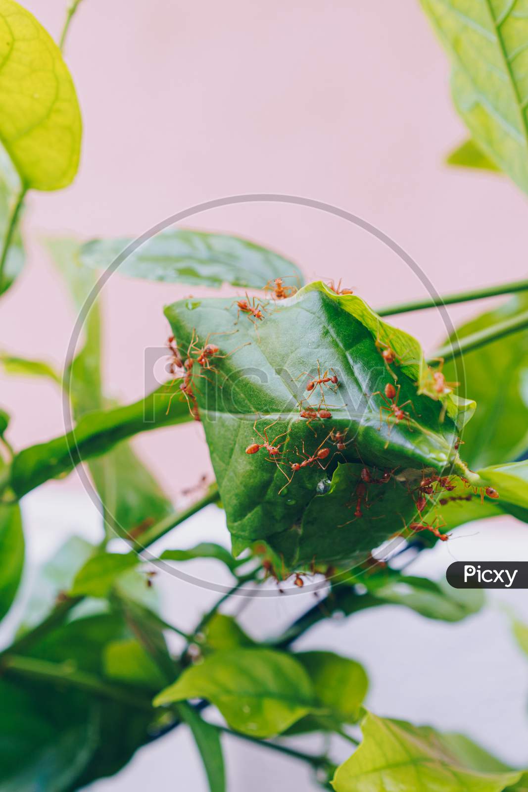 Weaver ants working on a green leaf nest
