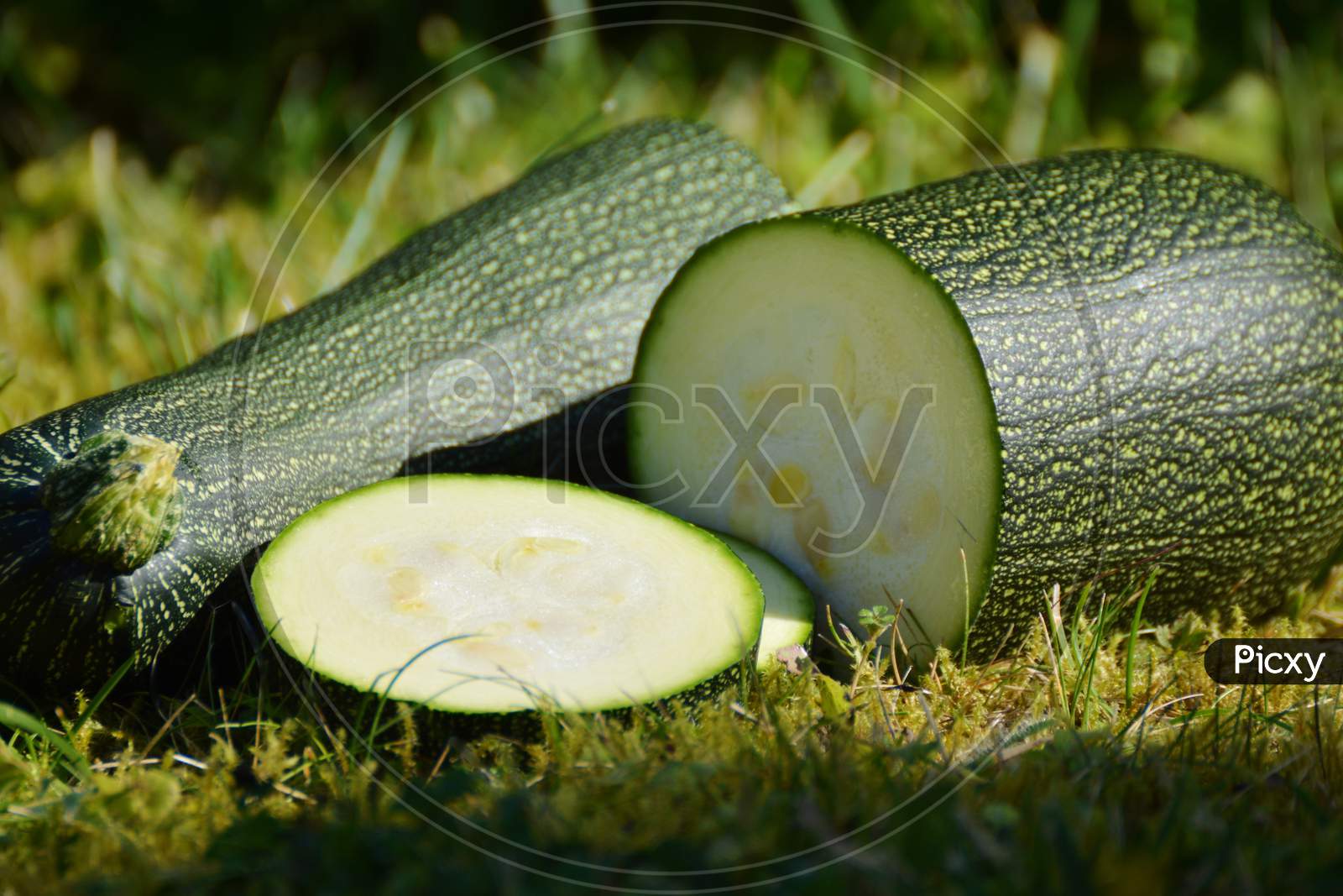 fresh and green zucchini vegetables