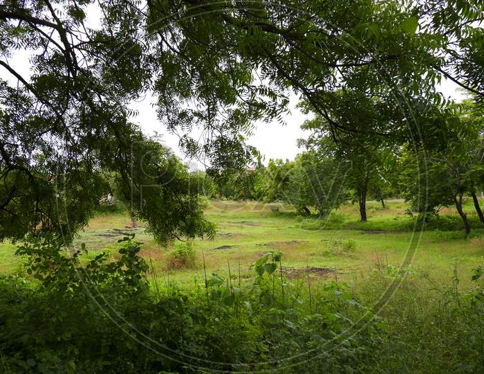 Beautiful Green Landscape View In Field