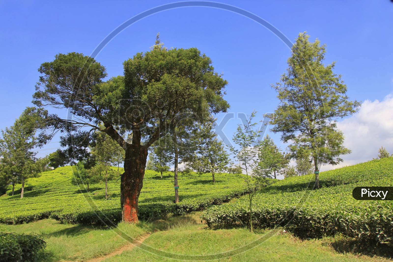 The large tea tree between the stretches of the tea plantation
