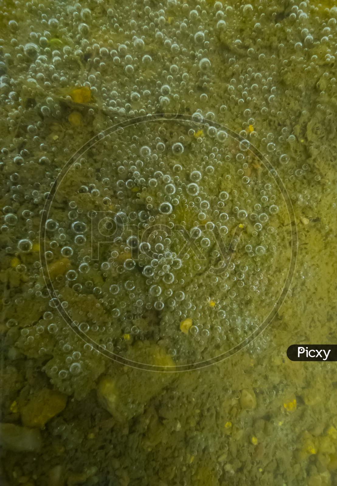 Air bubbles in lake water. Air bubbles in dirty pond water. Air bubbles if algae in water.