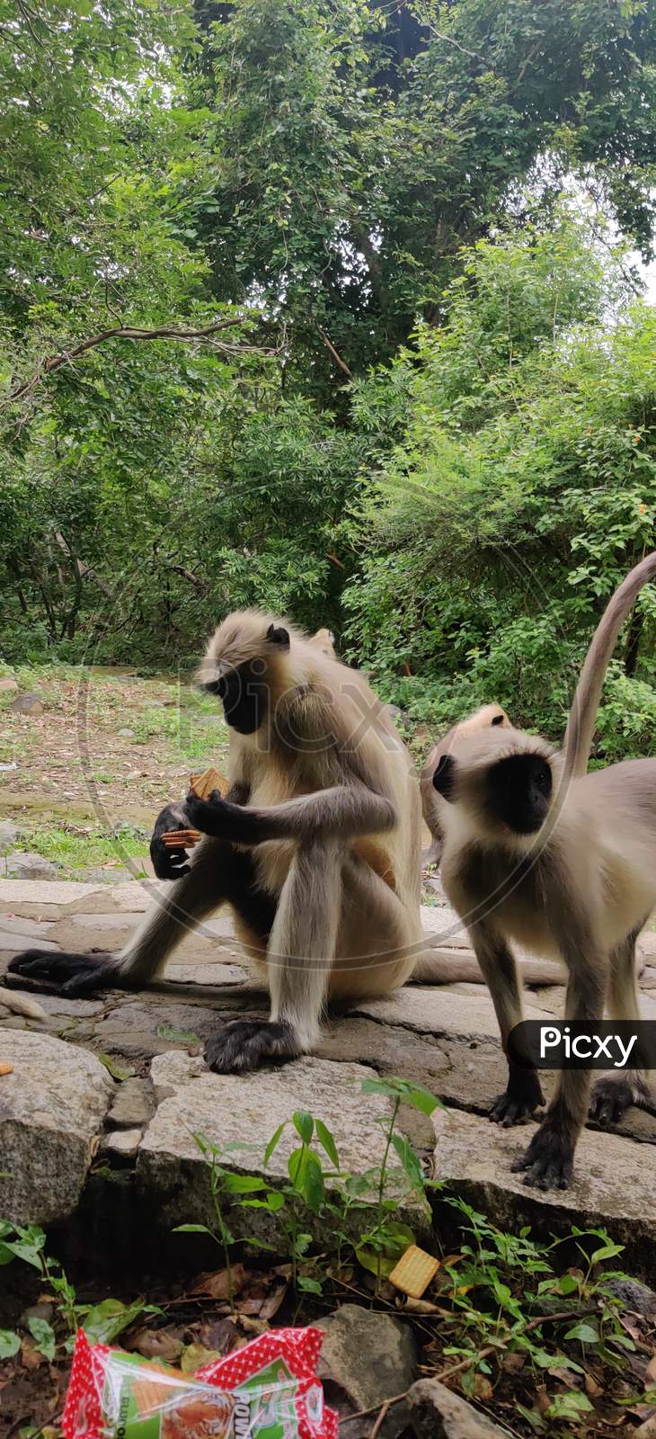 Wild monkeys eating biscuits