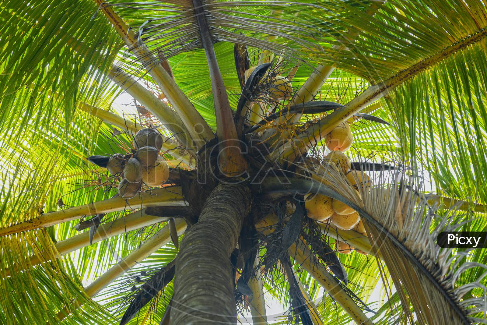 Bunch of coconuts in the tree