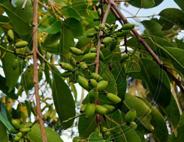 Java plum, Jamun. Green java plum fruit on the tree