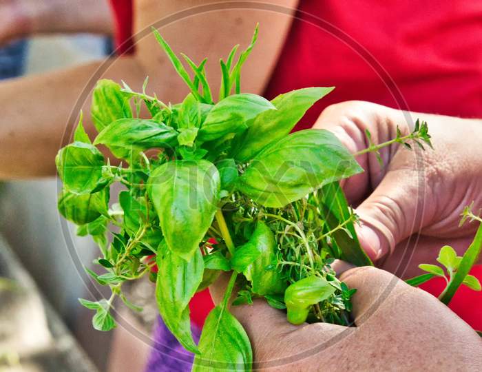 Arranging Small Green Edible Bouquet In Handful Of Organic Herbs