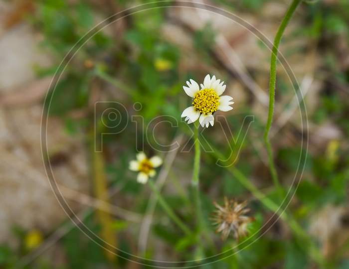 Top View Of Grass Flower Isolated In Garden