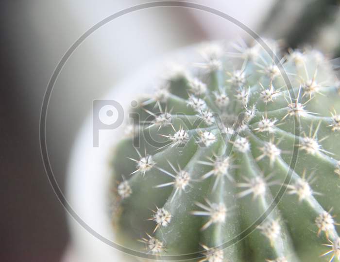 Selective Focus At The Surface Of The Cactus From The Top