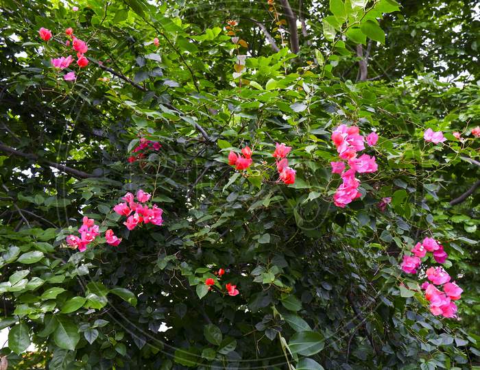 Bougainvillea Red Flowers Plant Isolated In Garden