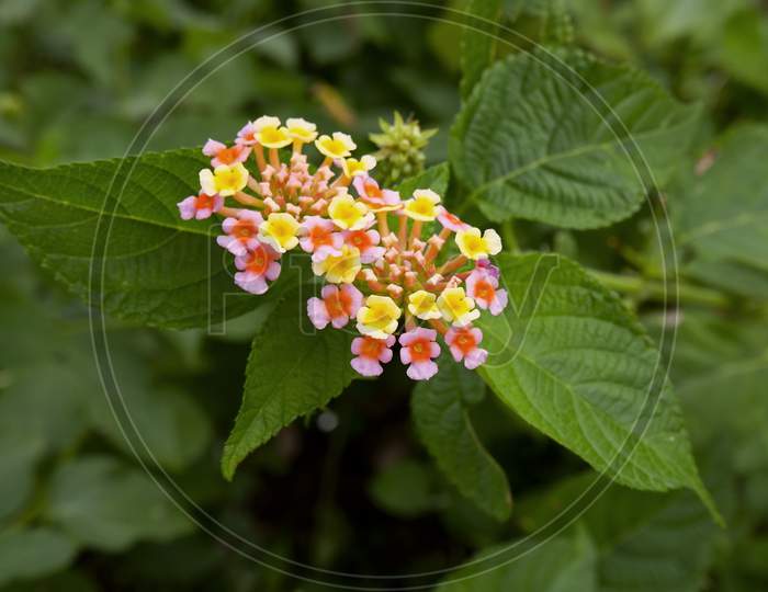 Little Flowers Bunch Isolated On Leaves Plant In Garden