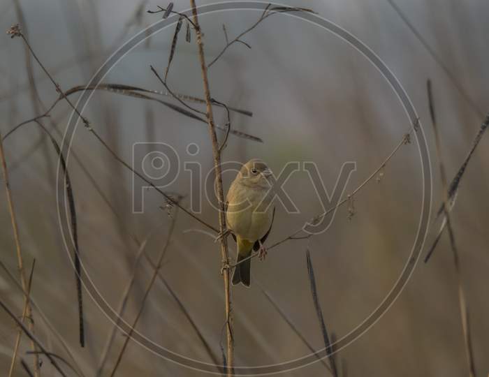 A Wild Bird On The Tree Branch In Grassland At Morning Time .