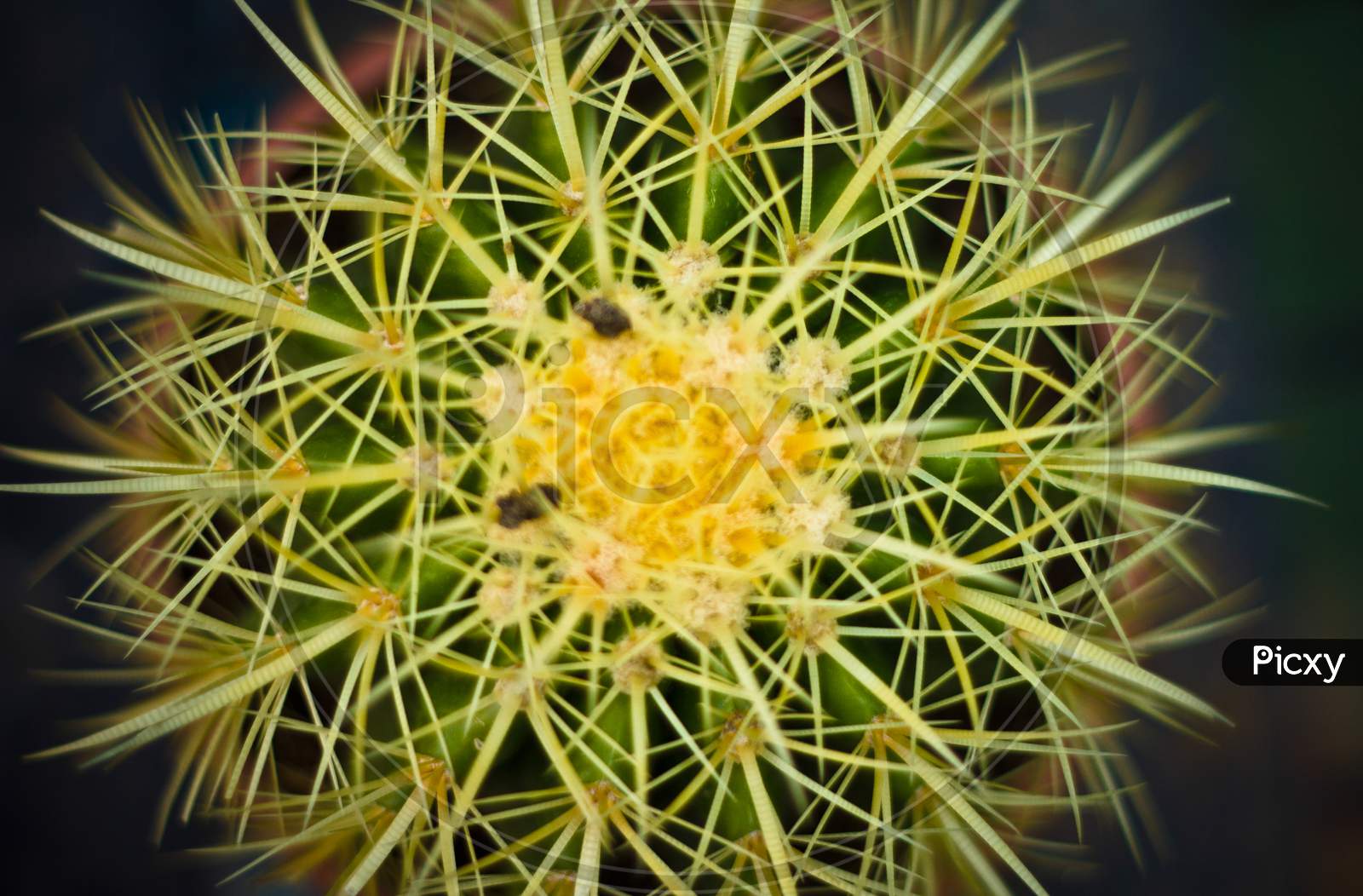 Natural Flower Bud Cactus 1