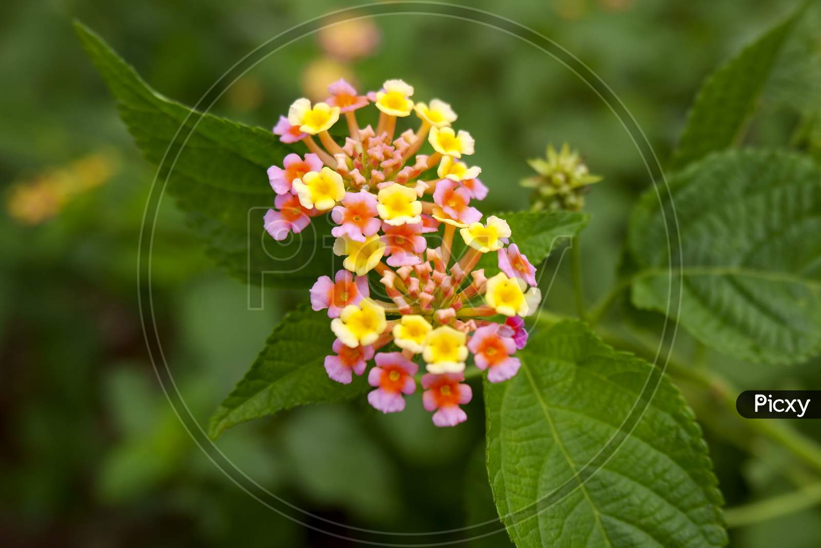 A View Of Pink & Yellow Tiny Flowers On Plant In Garden