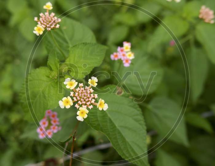 Little Flowers In Pink & Yellow On Green Leaves Plant