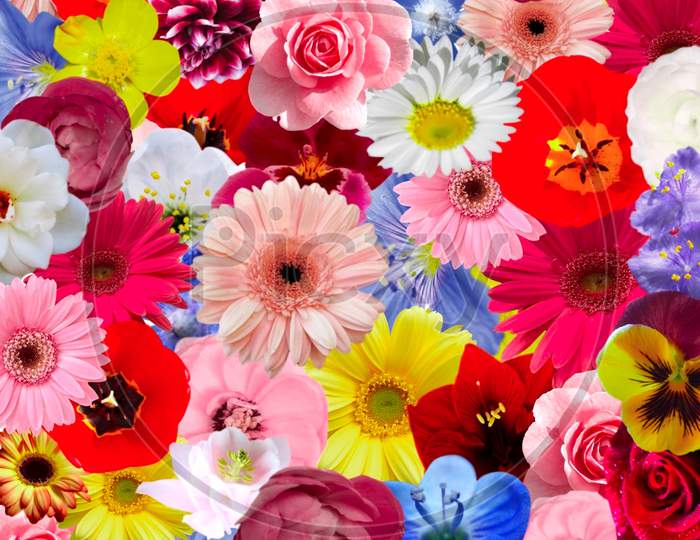 Colourful flowers