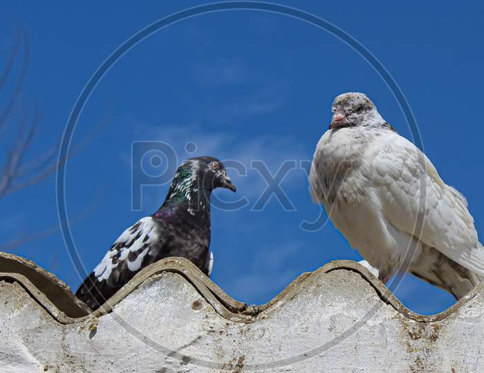 pigeon on a fence against sky