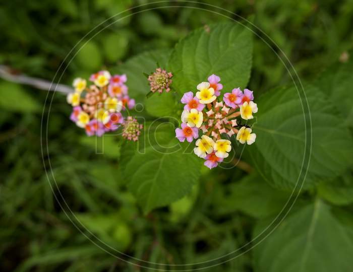 Top View Of Pink & Yellow Tiny Flowers Isolated On Plant