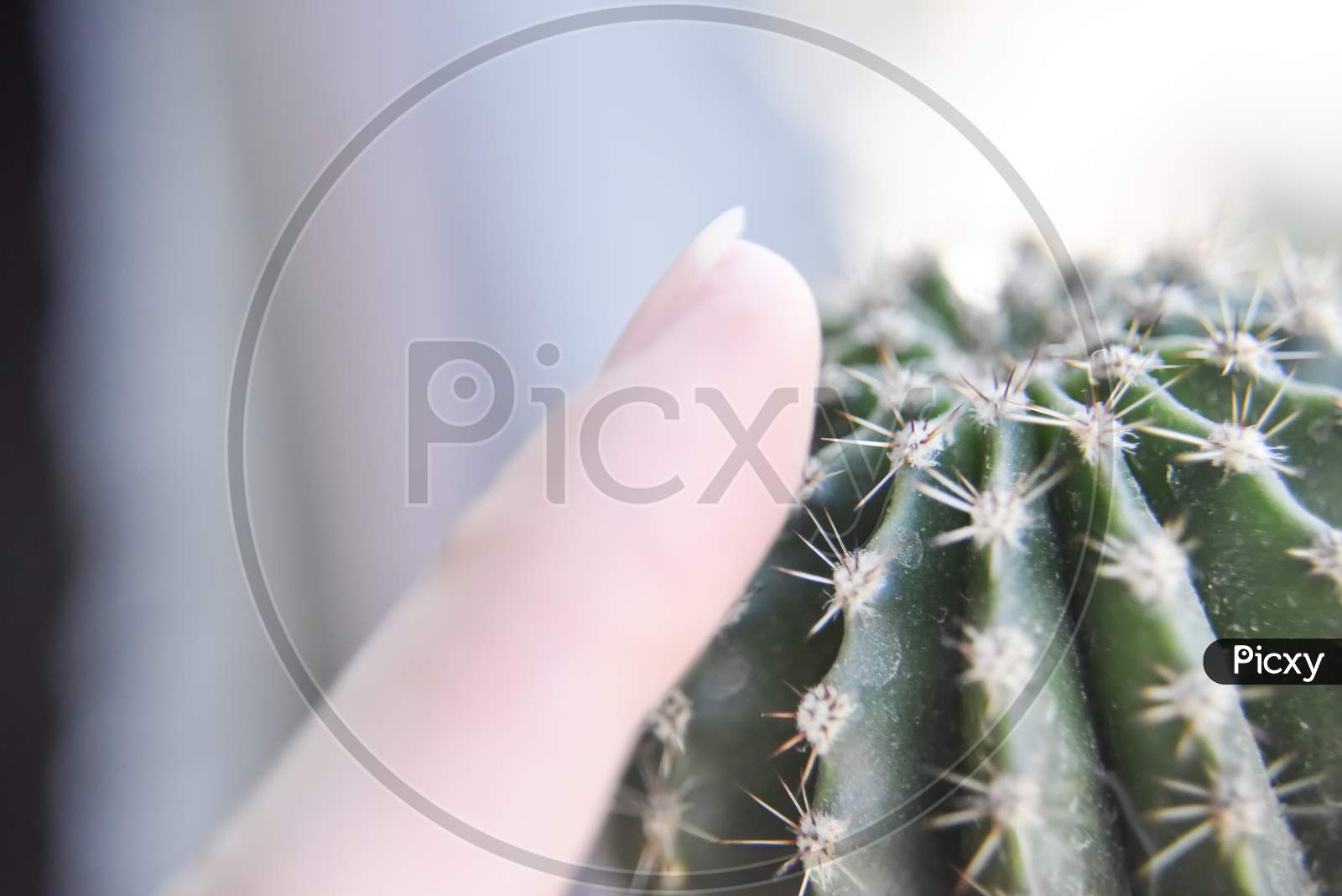 Selective Focus At The Surface Of The Cactus With The Human Finger Near It It
