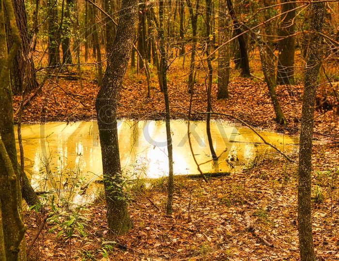 Shining Secluded Liquid Gold Pond Deep Within Forest