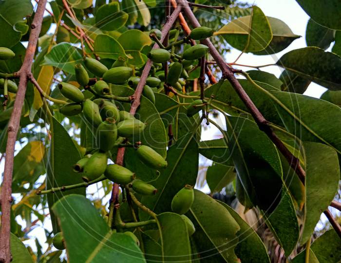 Java plum, Jamun. Green java plum fruit on the tree